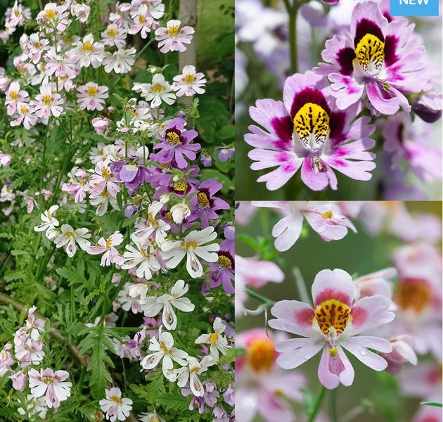 Schizanthus 'ANGEL WINGS MIX' seed x 30 ~ Borders, Beds, Containers, Cut Flowers Carousel 1