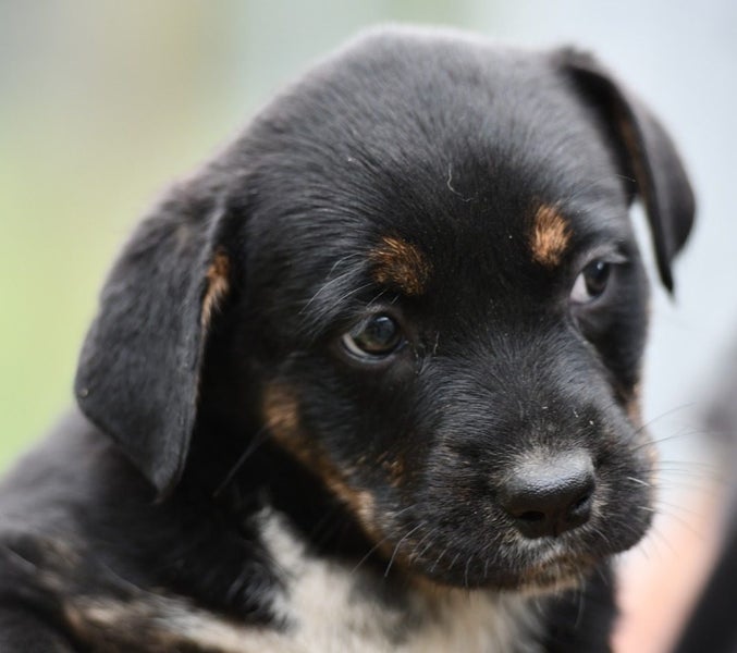 Phattie 1 - rescue litter Bearded Collie x blue heeler/huntaway Carousel 1