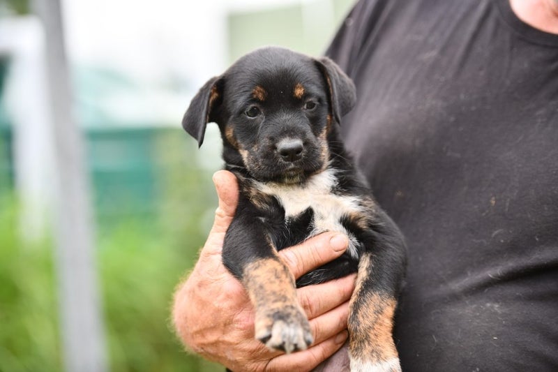 Phattie 1 - rescue litter Bearded Collie x blue heeler/huntaway Carousel 2
