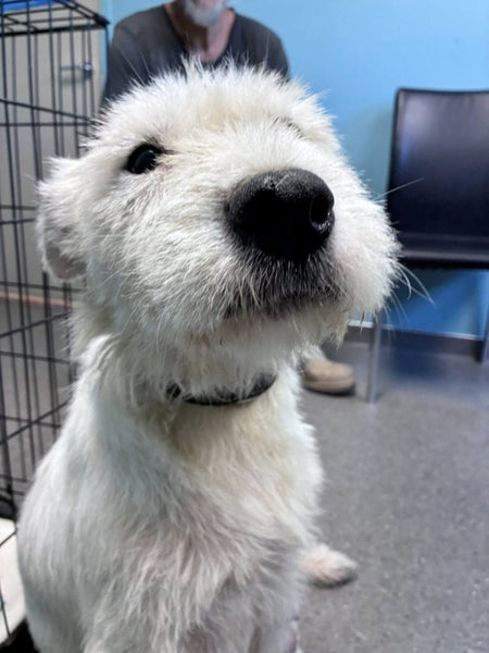 Phattie 2 - rescue litter Bearded Collie x blue heeler/huntaway Carousel 8