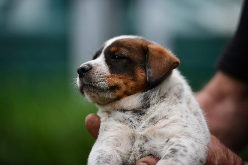 Phattie 2 - rescue litter Bearded Collie x blue heeler/huntaway Carousel 1