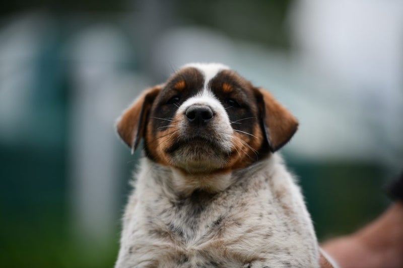 Phattie 2 - rescue litter Bearded Collie x blue heeler/huntaway Carousel 2