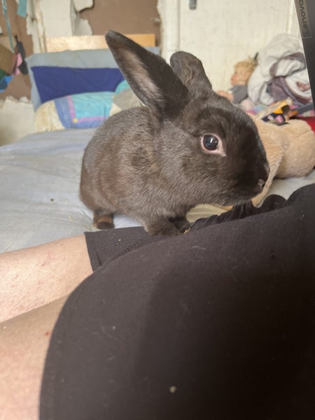 Netherland dwarf x jersey woolly x minilop adult female Carousel 1