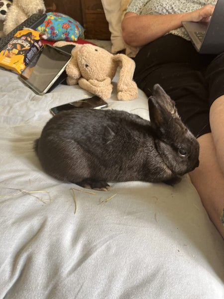 Netherland dwarf x jersey woolly x minilop adult female Carousel 2