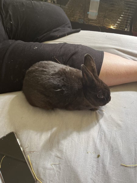 Netherland dwarf x jersey woolly x minilop adult female Carousel 6