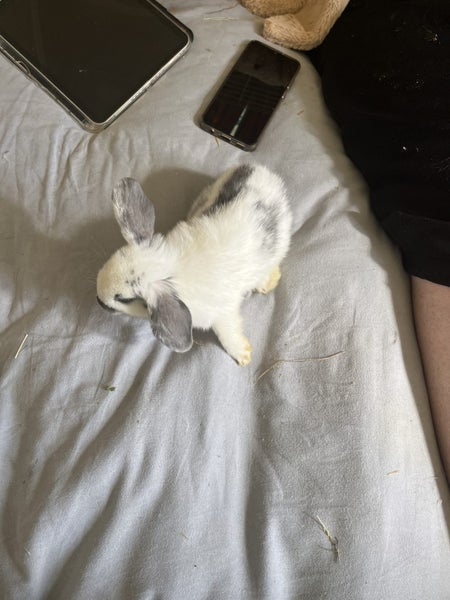 minilop purebred baby boy he’s super cute and sweet need home asap Carousel 2