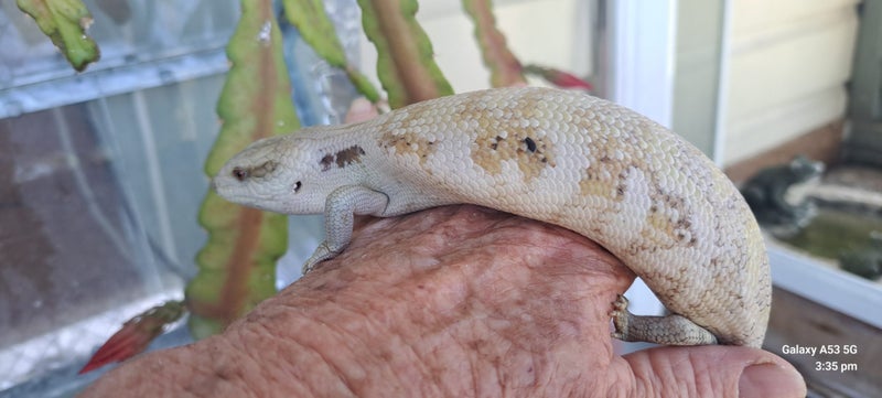 Blue Tongue Skink Unusual colour morph Carousel 2