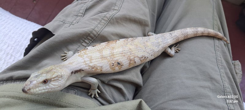 Blue Tongue Skink Unusual colour morph Carousel 1