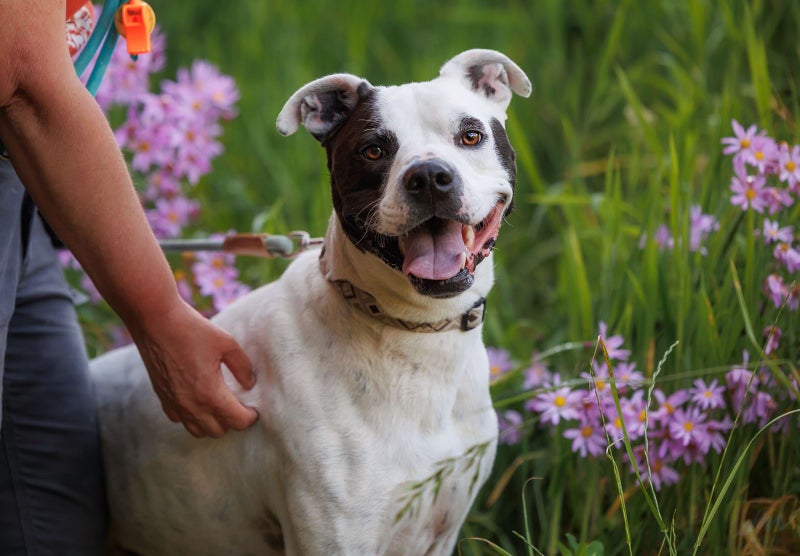 PATCH - HUHA Carousel 1