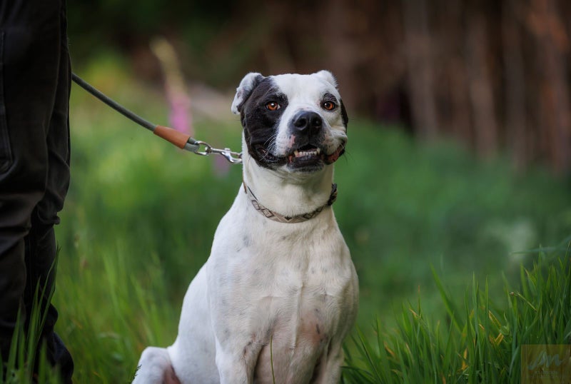 PATCH - HUHA Carousel 3