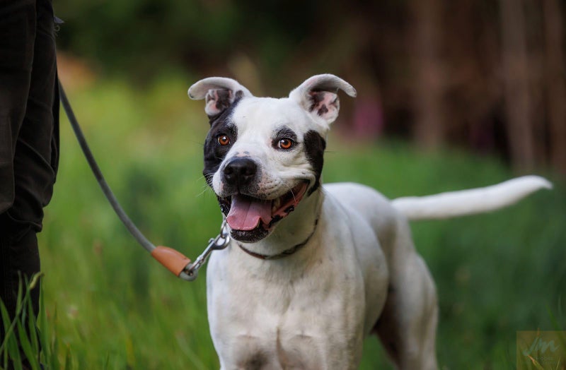 PATCH - HUHA Carousel 2