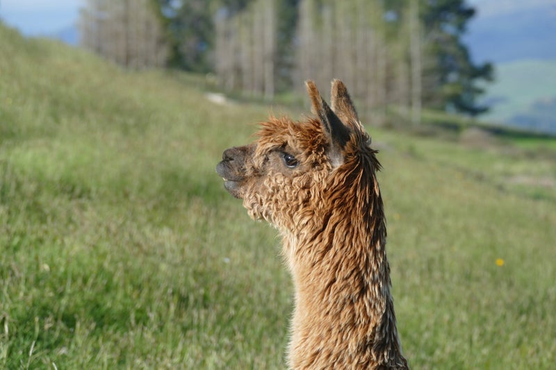 Alpacas Carousel 1