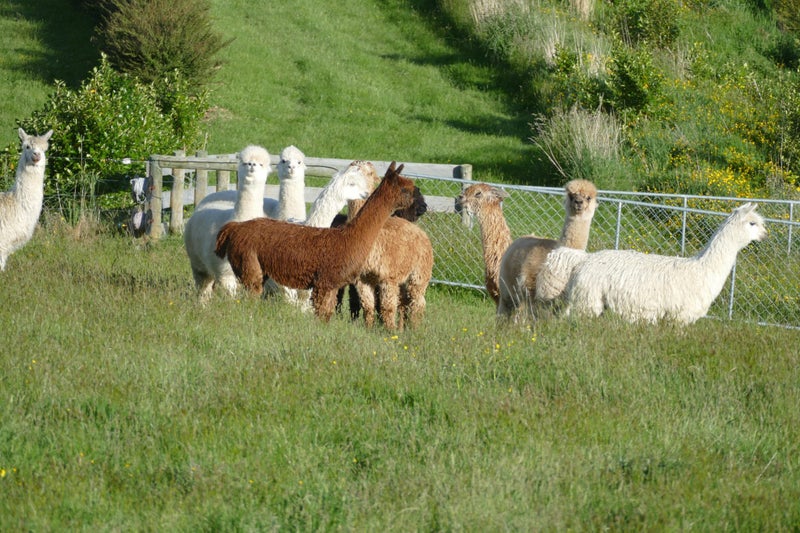 Alpacas Carousel 2
