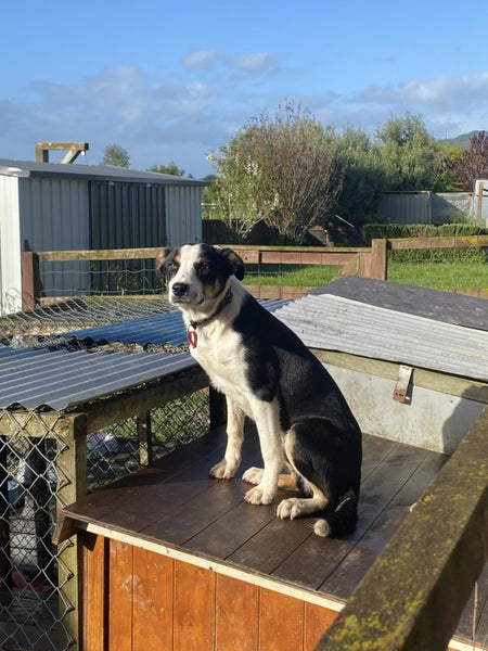 Huntaway, Beardie, Kelpie X Carousel 5