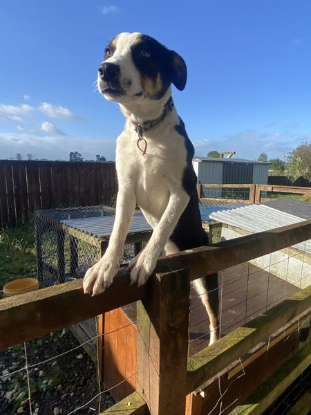 Huntaway, Beardie, Kelpie X Carousel 1