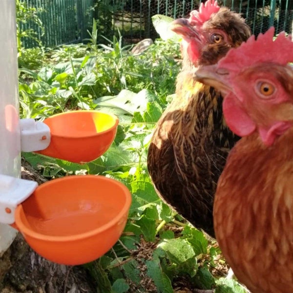 New Chicken Water Feeder on Afterpay Carousel 9