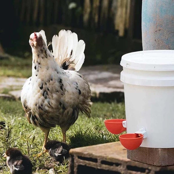 New Chicken Water Feeder on Afterpay Carousel 9