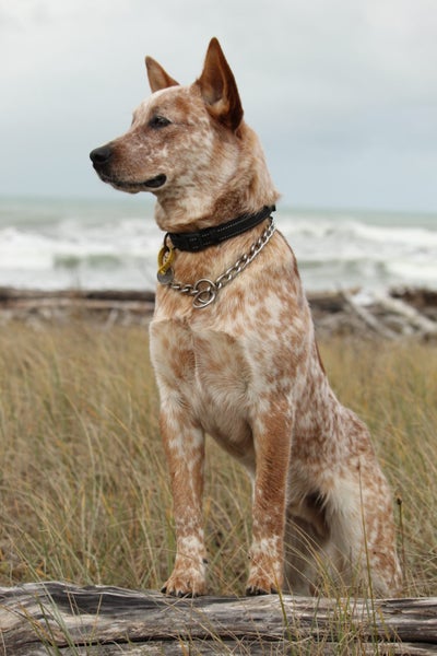 Purebred Red Heeler - Macca Carousel 2