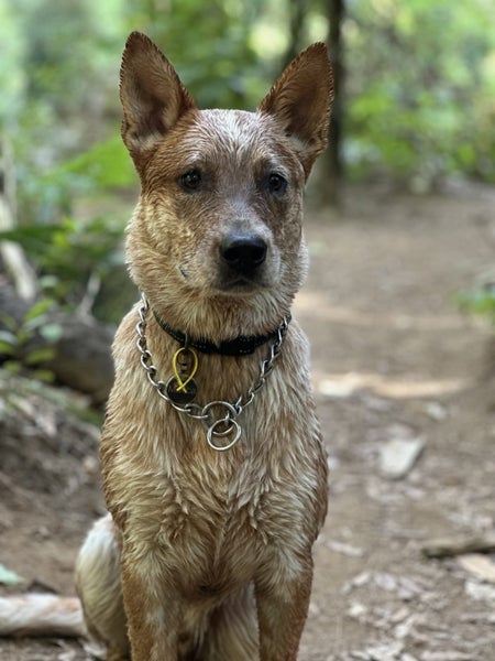 Purebred Red Heeler - Macca Carousel 5
