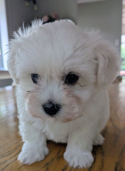 Puppies Bichon Frise x Shih Tzu x Maltese Carousel 1
