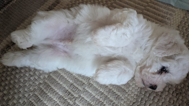 Puppies Bichon Frise x Shih Tzu x Maltese Carousel 4
