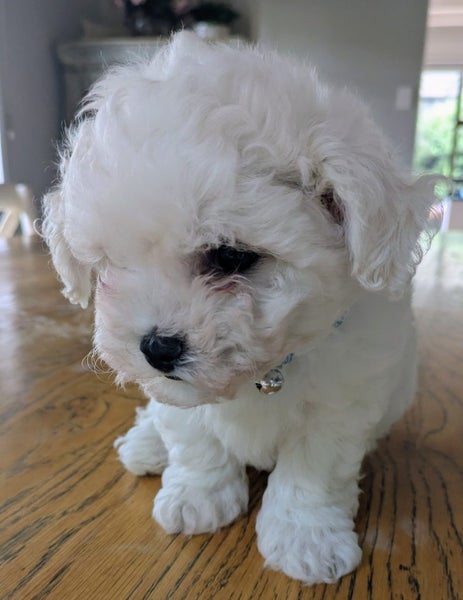 Puppies Bichon Frise x Shih Tzu x Maltese Carousel 2