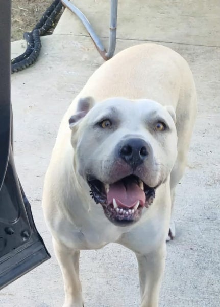 Beautiful 3yo neutered male Carousel 1