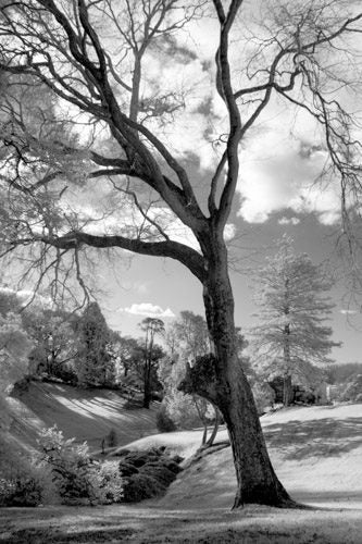 Canon EOS 20D Digital Camera Modified for Infra-Red Photography64515087197571114