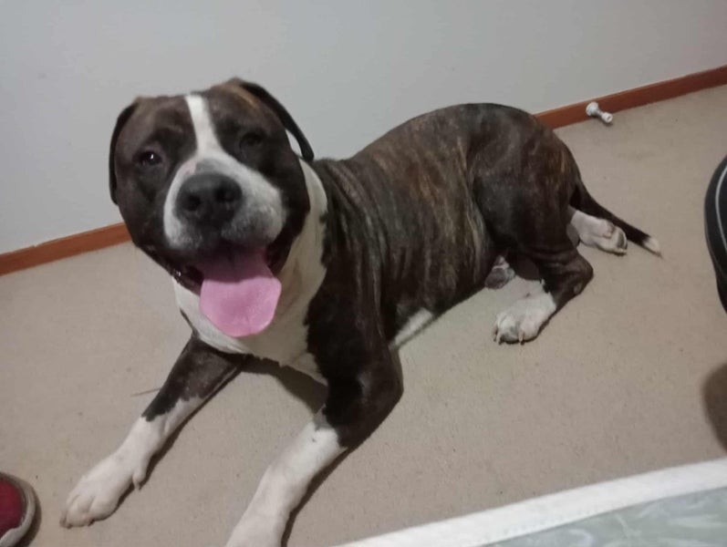 Scout - Rehome by 31 December, 5 years, Good with Other Dogs and Children Carousel 1