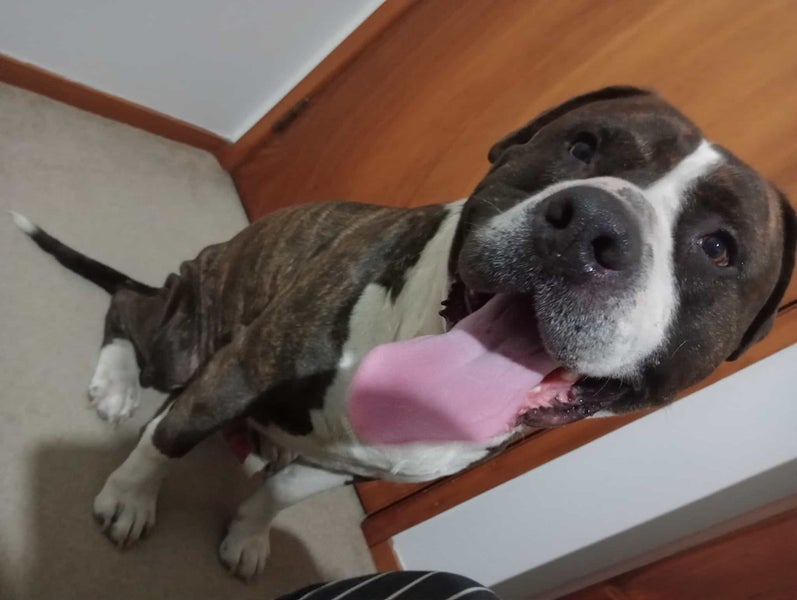 Scout - Rehome by 31 December, 5 years, Good with Other Dogs and Children Carousel 3