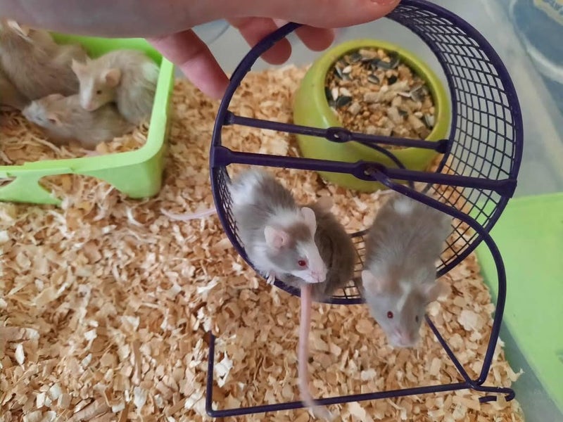 Mice Boys Carousel 1