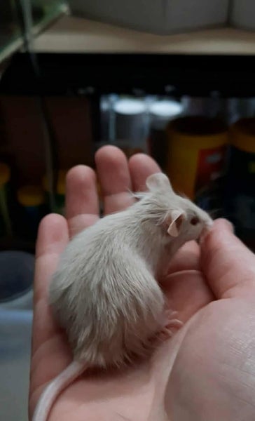 Mice Girls Carousel 1