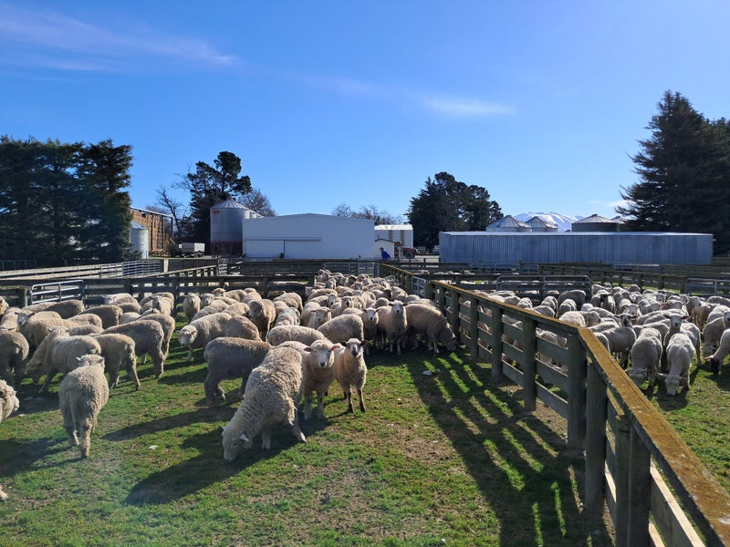 Blue Sky Farm Co Carousel 14