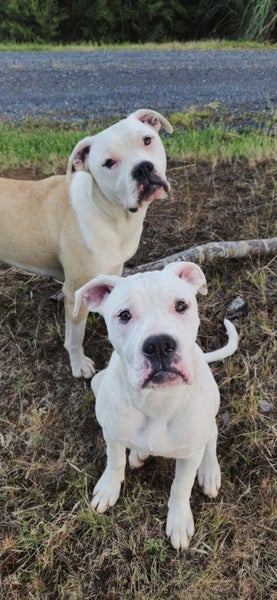 2 x American Bulldogs for rehoming Carousel 1