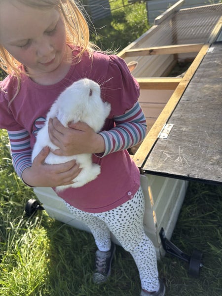 Purebred Flemish giant baby rabbits Carousel 15