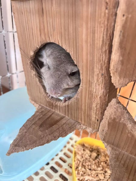 Chinchilla looking for new home! Carousel 2