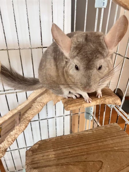 Chinchilla looking for new home! Carousel 1