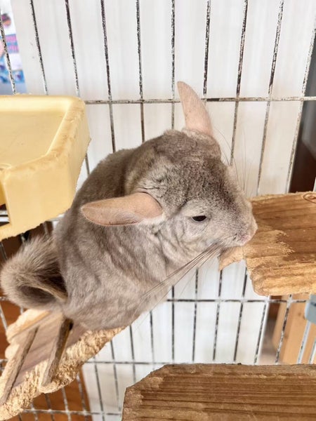 Chinchilla looking for new home! Carousel 3
