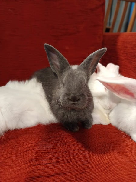 Purebred Flemish Giants Carousel 1