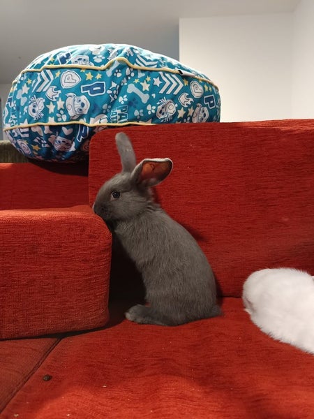 Purebred Flemish Giants Carousel 2