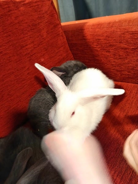 Purebred Flemish Giants Carousel 9