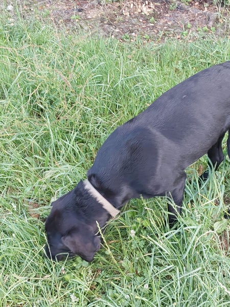 Scout the German Short Haired Pointer x Lab Gisborne Pound Dog Carousel 2