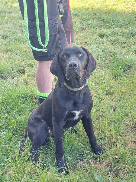 Scout the German Short Haired Pointer x Lab Gisborne Pound Dog Carousel 1