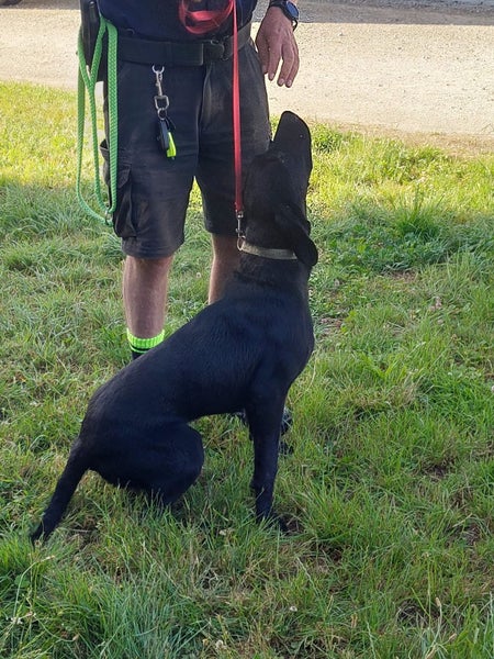 Scout the German Short Haired Pointer x Lab Gisborne Pound Dog Carousel 5