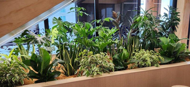 Living Decor Hire Plants Carousel 1