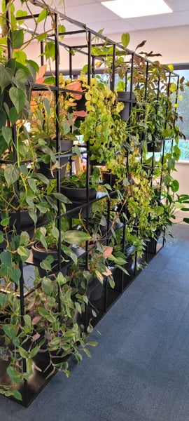 Living Decor Hire Plants Carousel 2