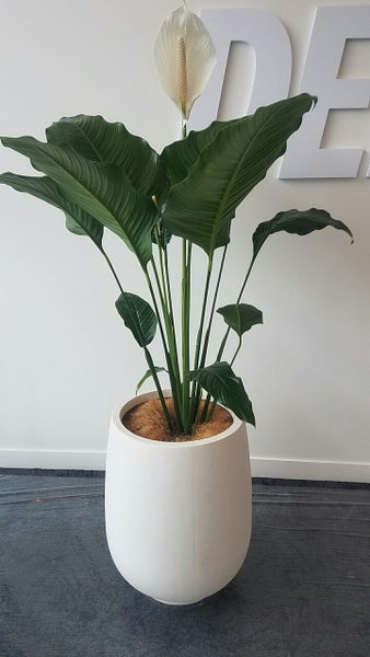 Living Decor Hire Plants Carousel 3