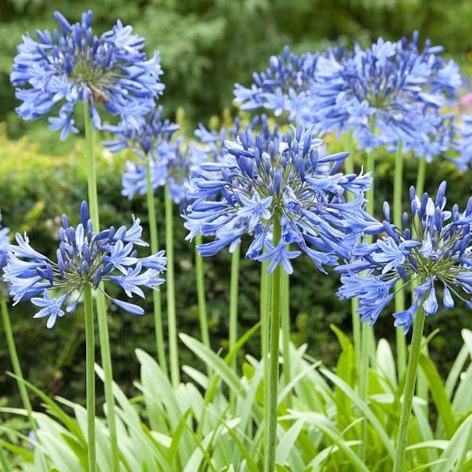 Agapanthus Plants x 100. plants- great for holding up banks from erosion Carousel 1
