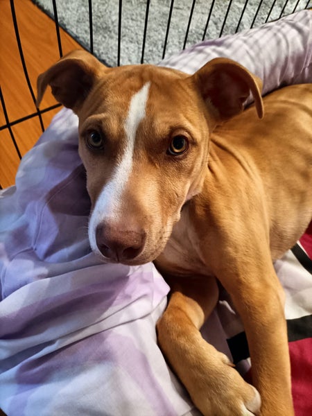 Cane (Ellie's Canine Rescue & Rehome) Carousel 2