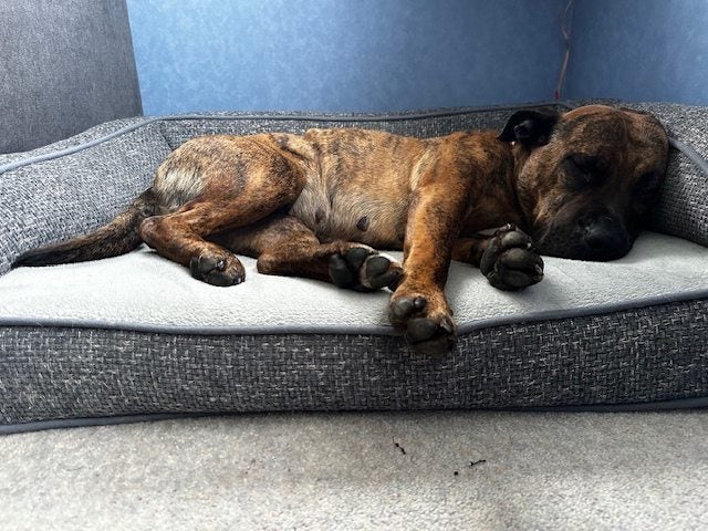 Pippi (Ellie's Canine Rescue & Rehome) Carousel 2